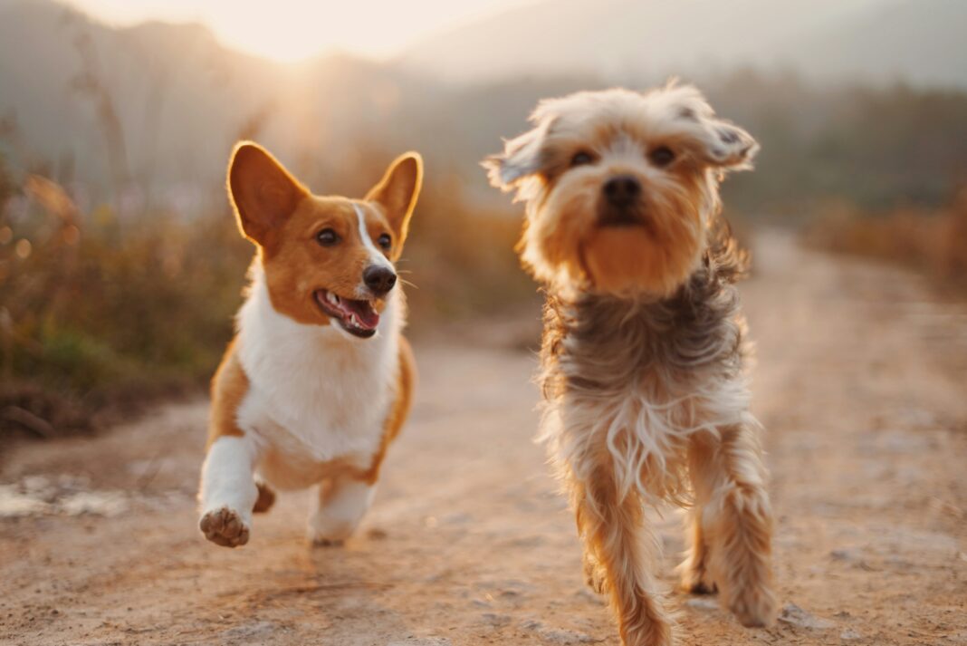 Finding Dogs the Smarter Way in Ireland