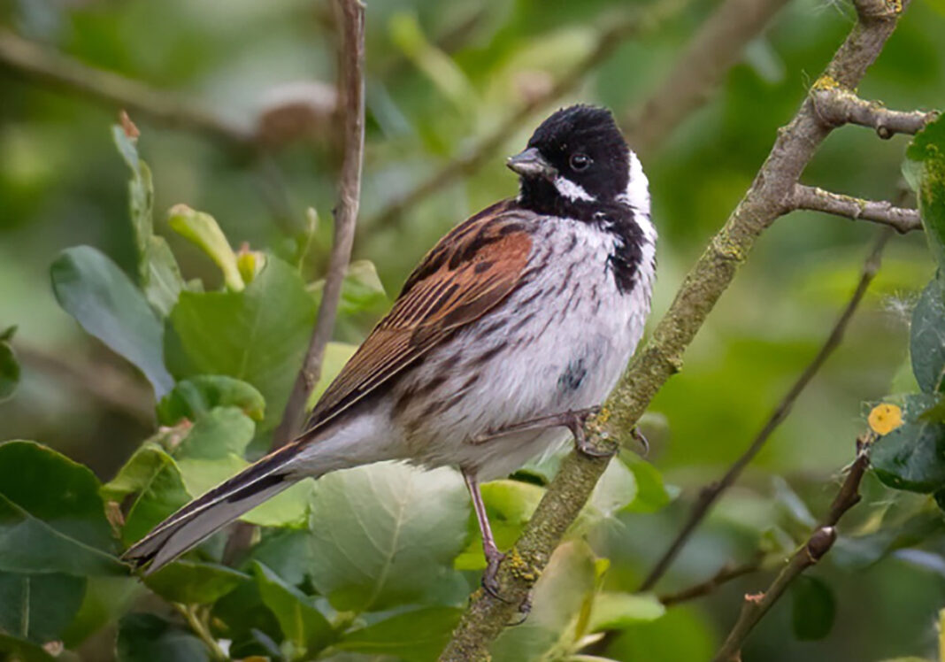 Farmland Birds Helped By RSPB And Farmers