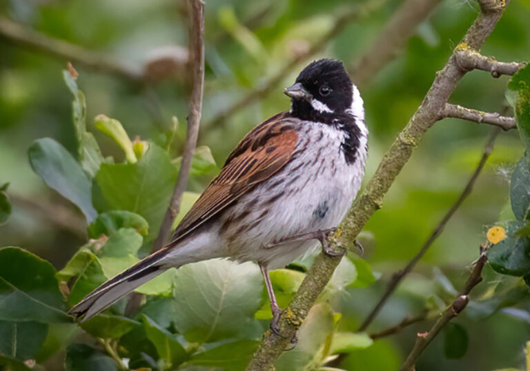 Farmland Birds Helped By RSPB And Farmers