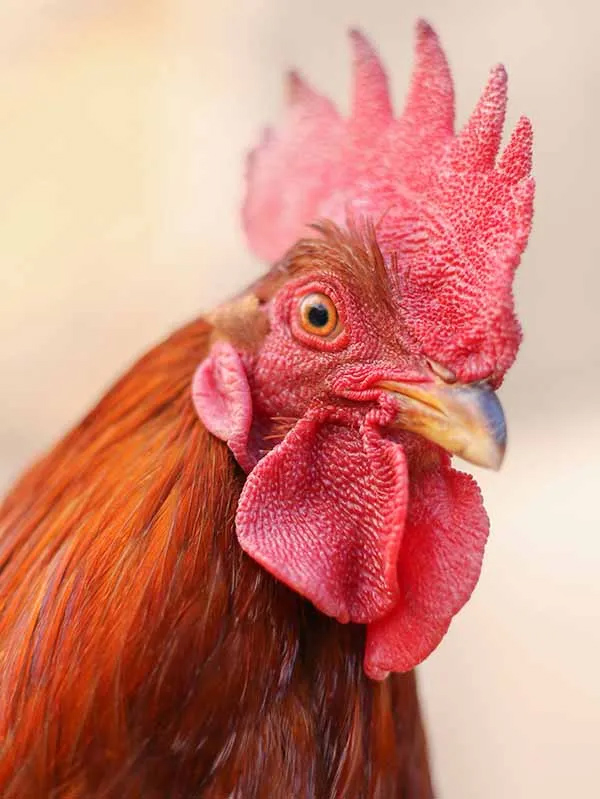 UFU Says Poultry Housing Order Now In Effect