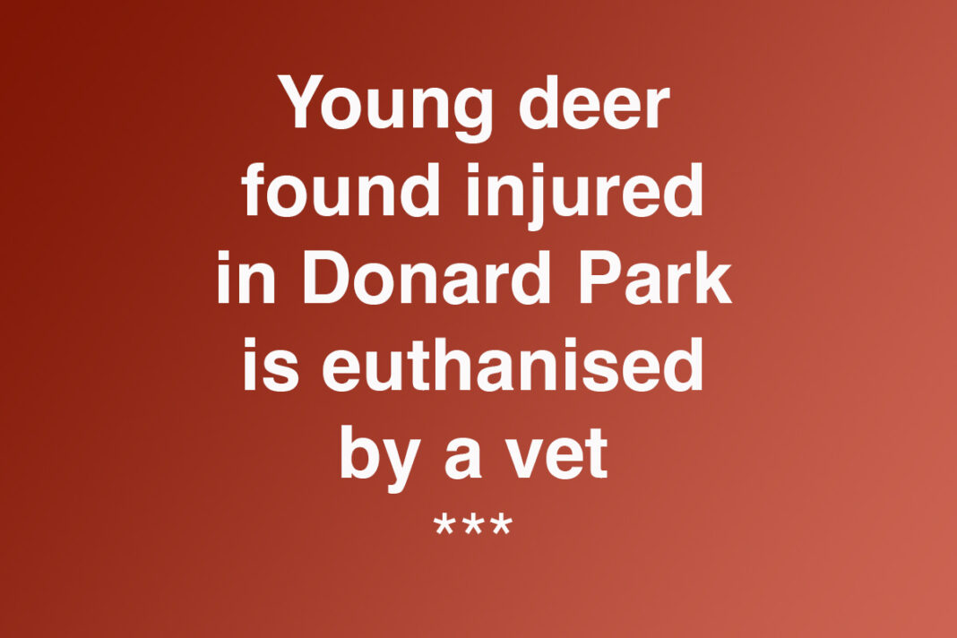 Young Deer Euthanised In Donard Park