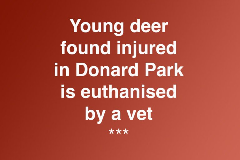 Young Deer Euthanised In Donard Park