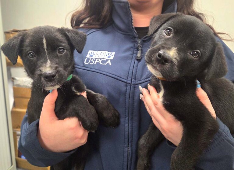 Beware When Buying A Pet Says USPCA