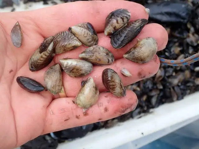 Quagga Mussels Threat To Down Waterways