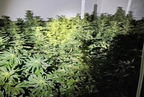 Police Arrest Three At Ards Cannabis Site