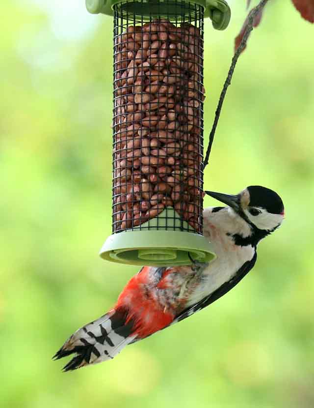 Habitat Regs Report Says Restore Nature