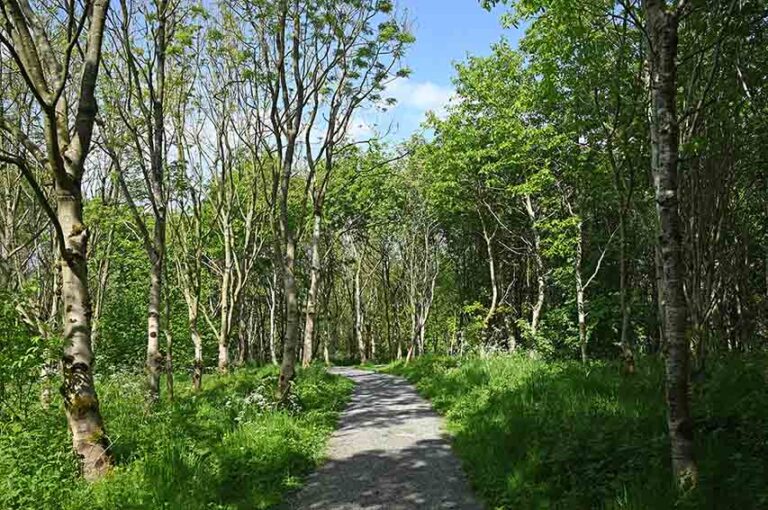 Glaswater Wood will be closed for a spruce up. (Photo: Michael Cooper Photography/WTML).