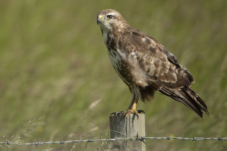 Birds Of Prey Still Vulnerable Says RSPB