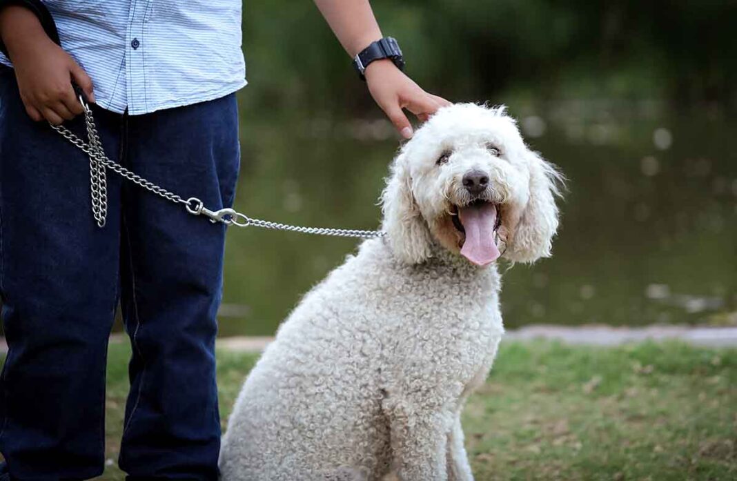 Take A Lead And Keep Your Dog On A Lead