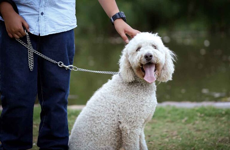 Take A Lead And Keep Your Dog On A Lead