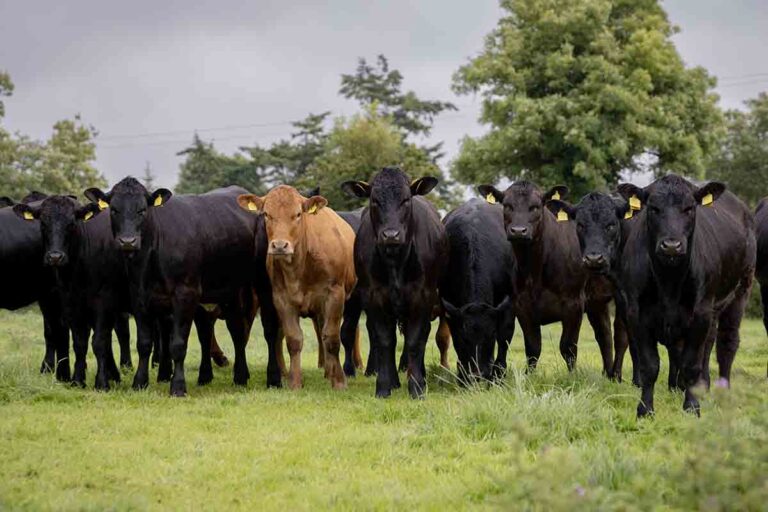 UFU Asks Where Is Your Beef Coming From ?