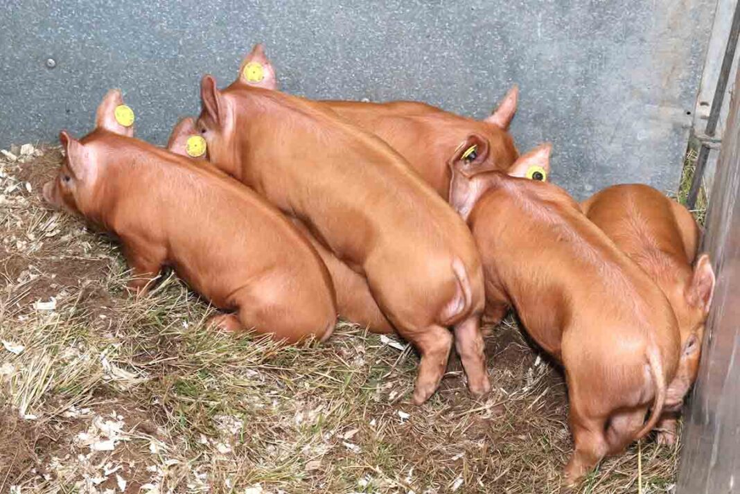 UFU Asks Sofina To Clarify Pig Future For Farms
