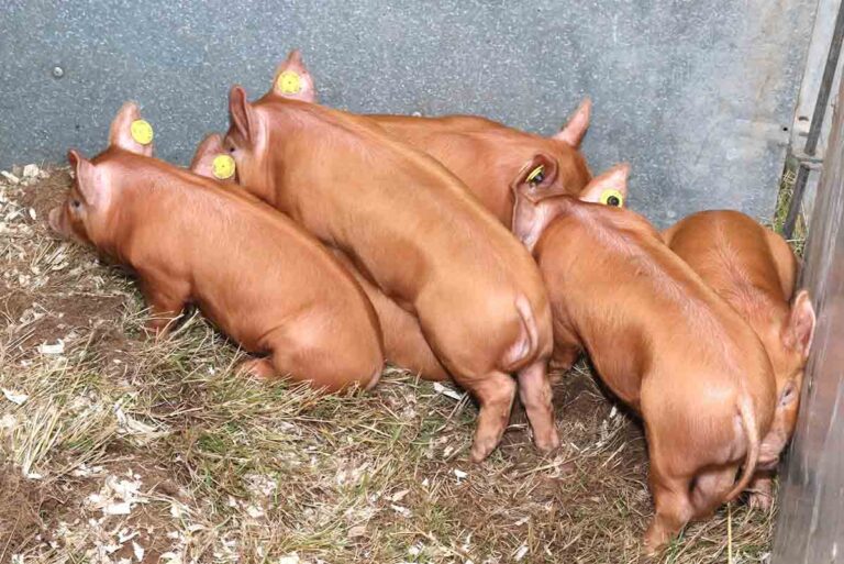 UFU Asks Sofina To Clarify Pig Future For Farms