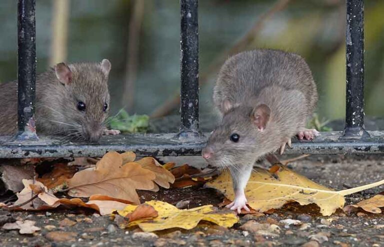 Homeowners May Face Rat Plague After Warmest Summer