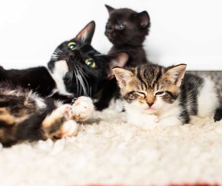Animal Welfare Groups Worried Over Legislation Delays